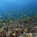 anthias_lc_mb_h_0455_png2490.jpg
